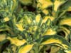 Variegated Sedum